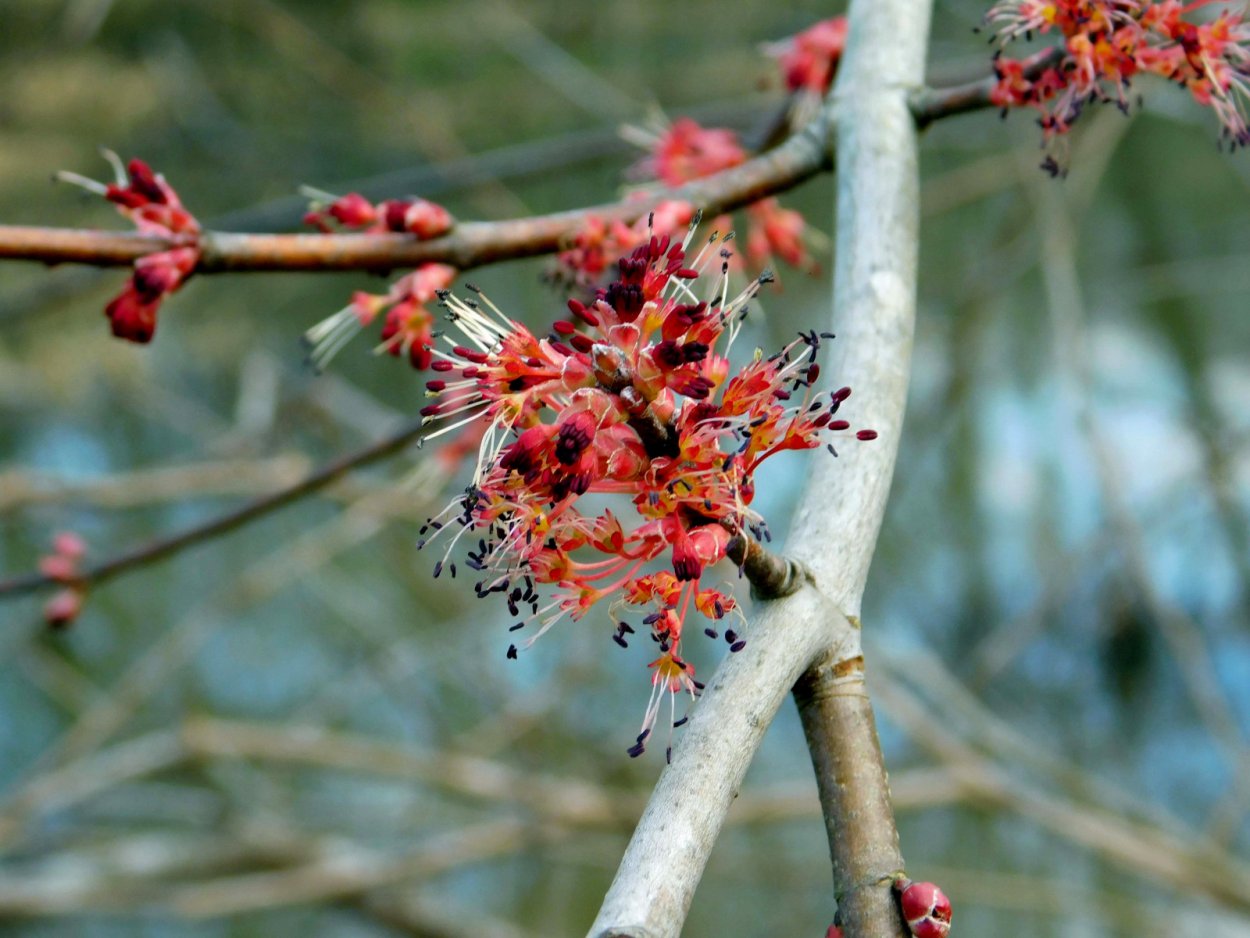 Клен красный цветение