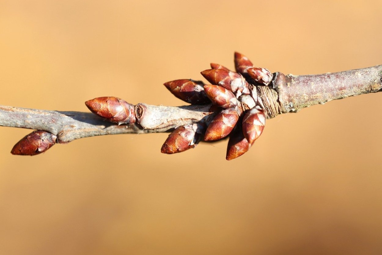 Почки деревьев зимой