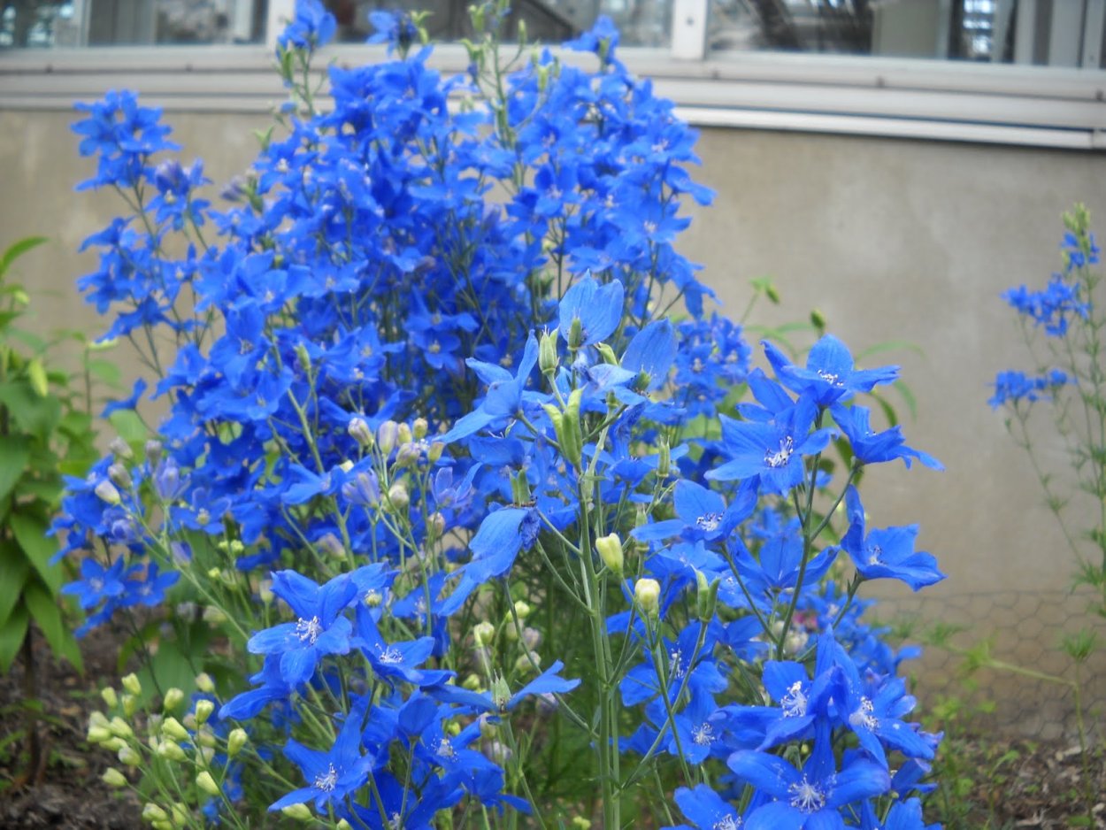 Дельфиниум Королевский шпиль