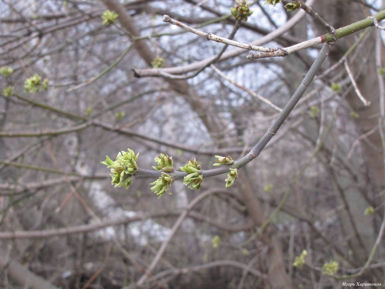 Клен остролистный почки весной