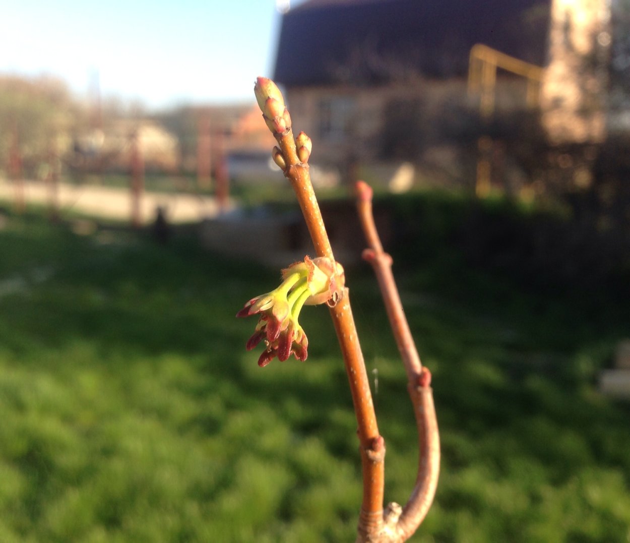 Клен ясенелистный почки