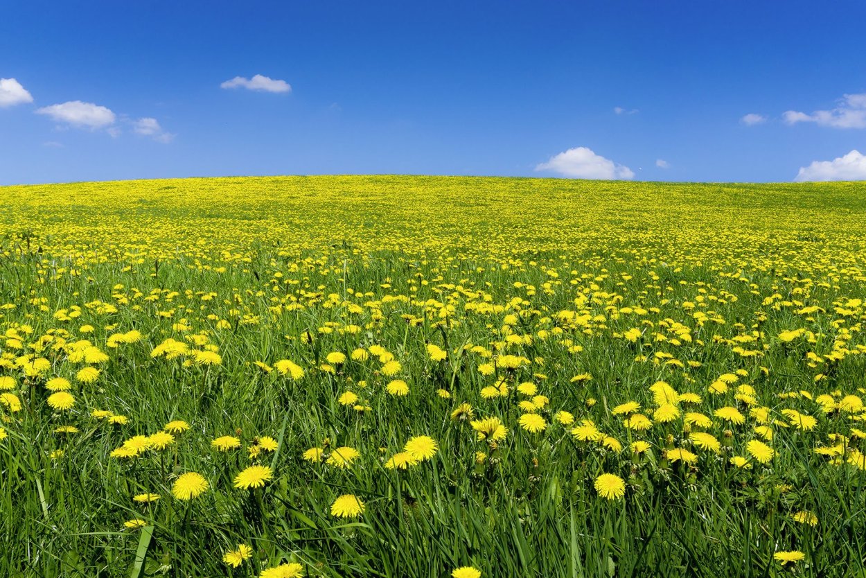 Аполлон Майков поле зыблется цветами