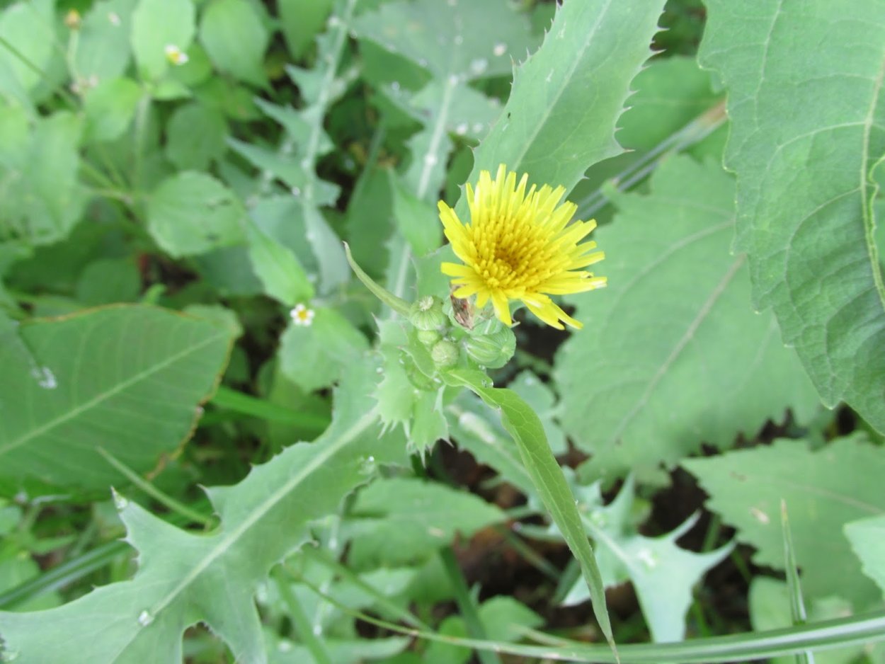 Золотарник канадский (Solidago canadensis)