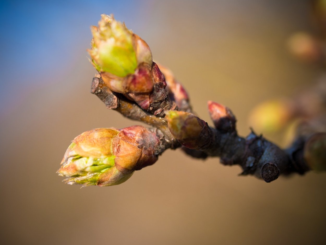 Почки на деревьях