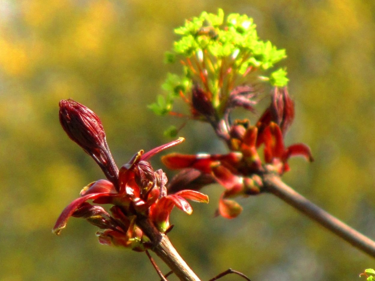 Клен канадский почки