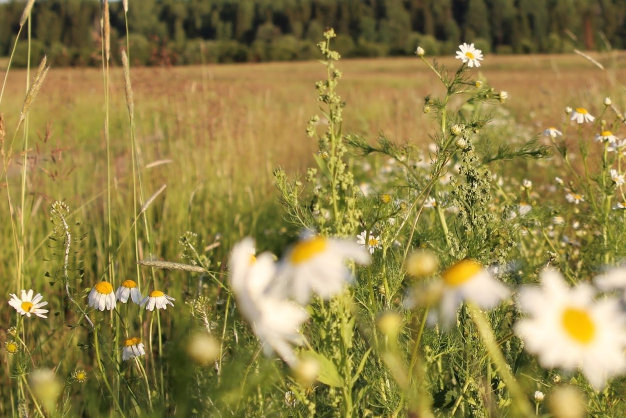 Прополка одуванчиков
