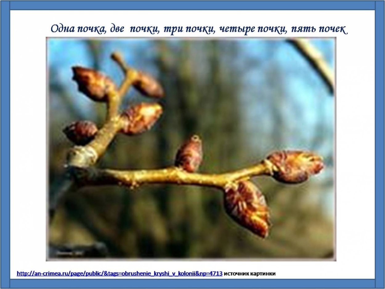 Надулись на деревьях пахучие Клейкие почки.