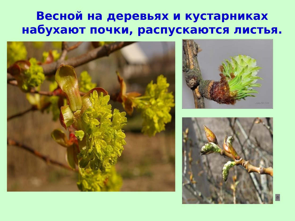 Весной на деревьях набухают почки