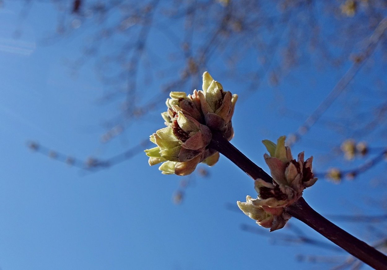 Почки рябины