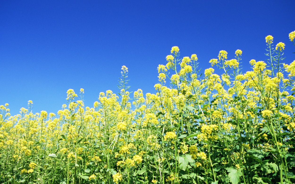 Желтый сорняк в поле