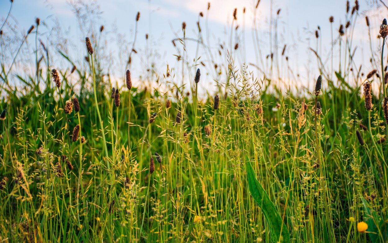 Рапс полевой желтый