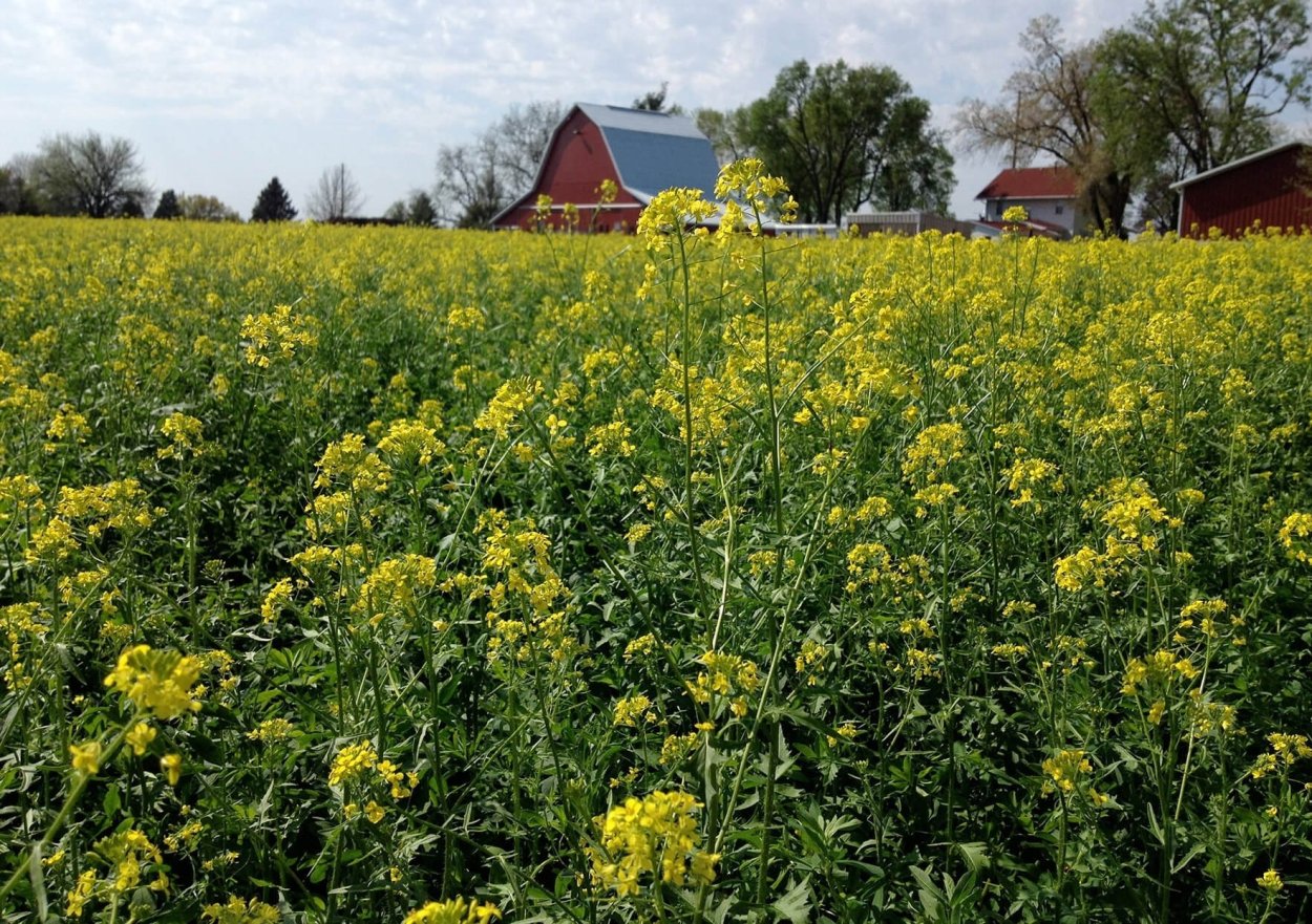 Придорожные травы и цветы