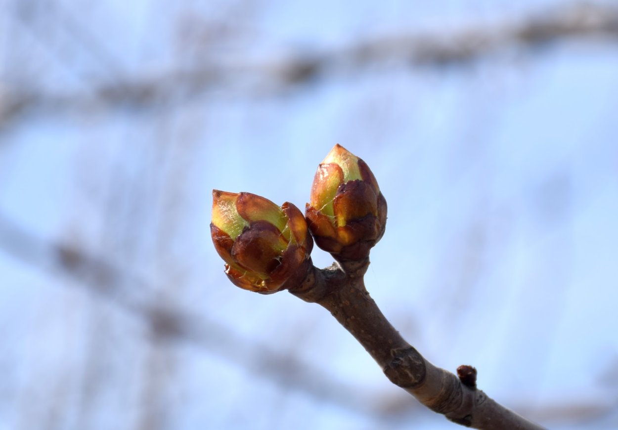 Почки дерева Ясения