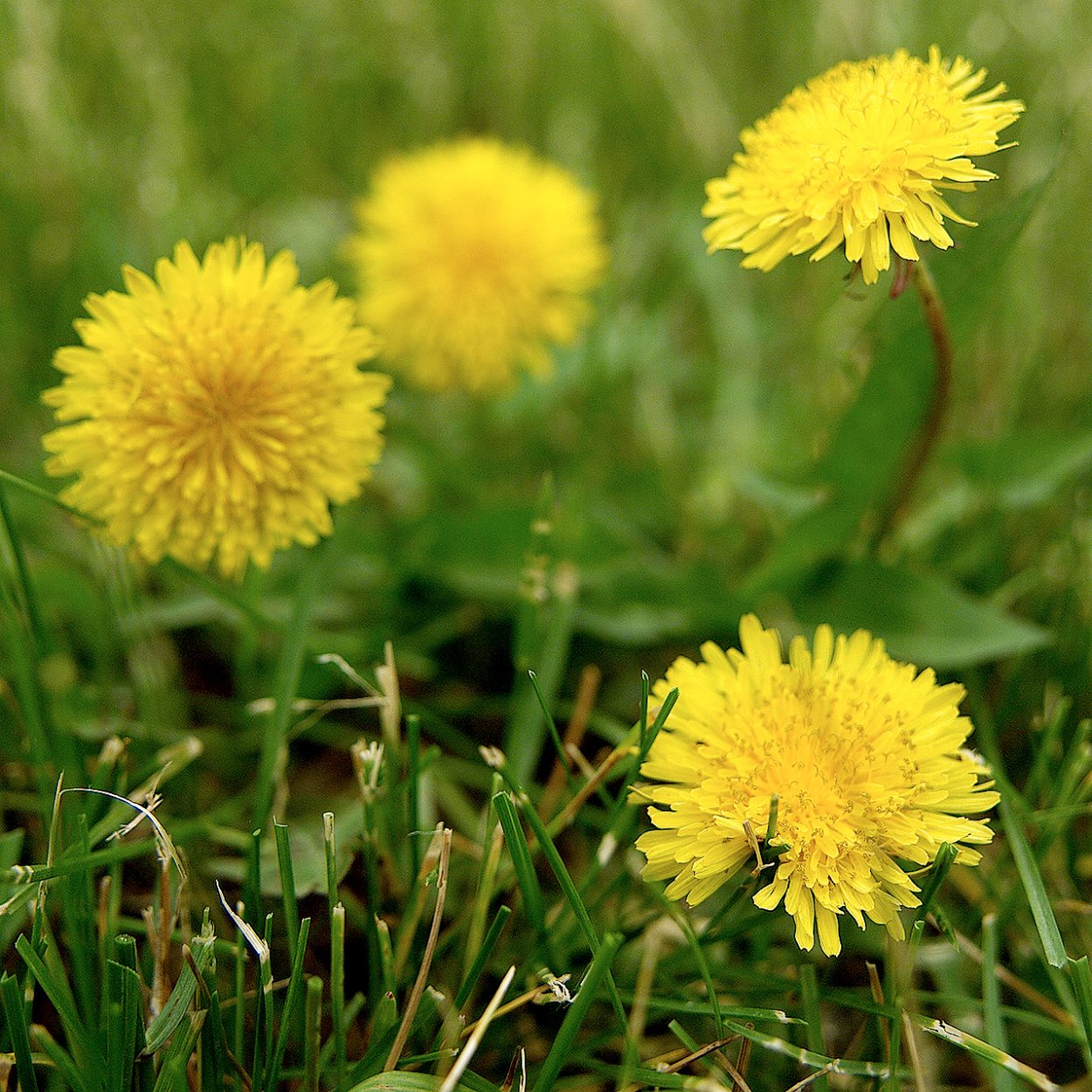 Одуванчики сорняки борьба