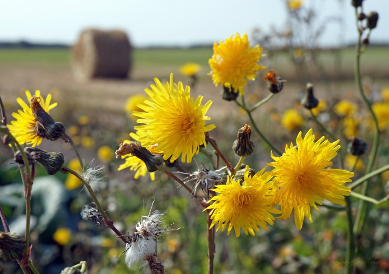 Рапс в Алтайском крае