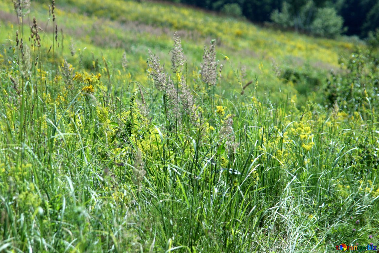 Одуванчики на газоне