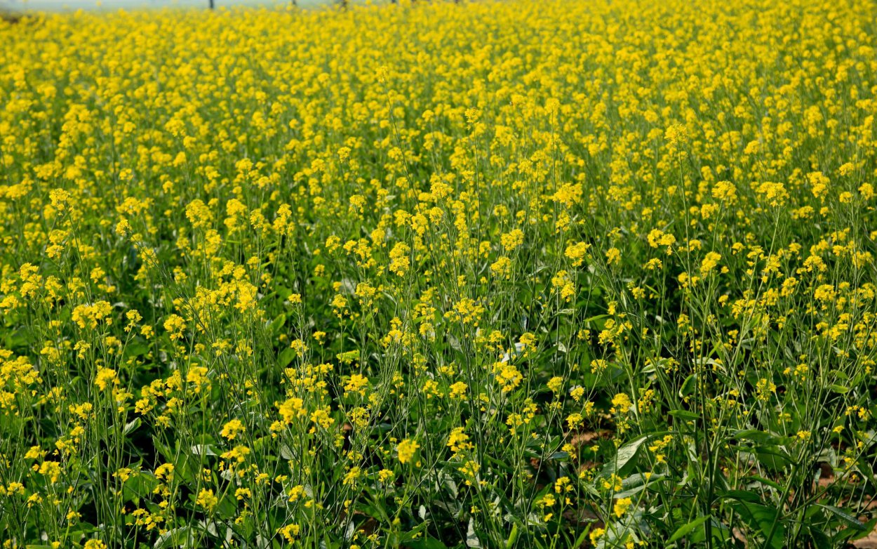 Желтая трава паразит