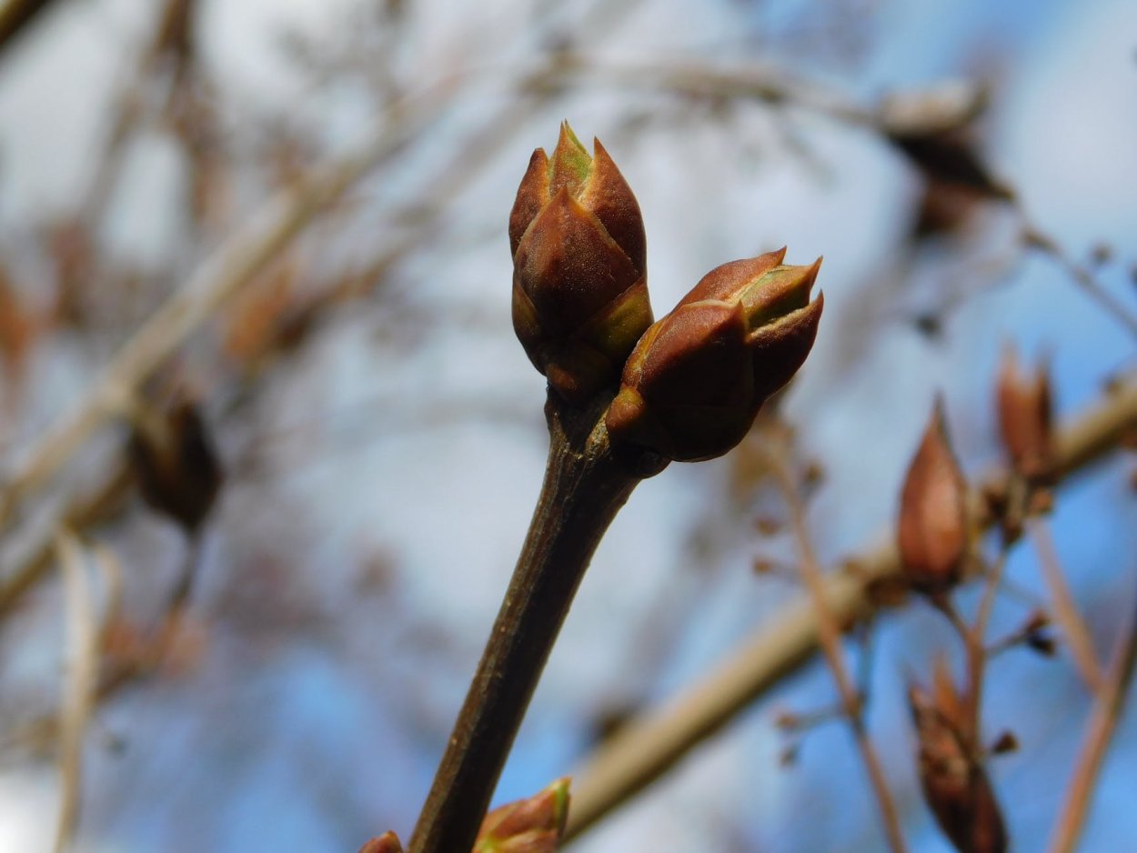 Ветка клена с почками