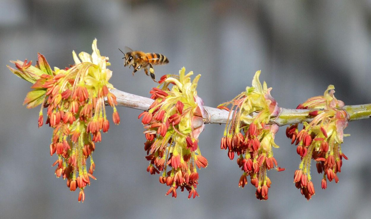 Клен медоносное дерево