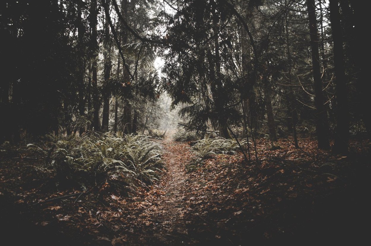 Селфи в лесу осенью