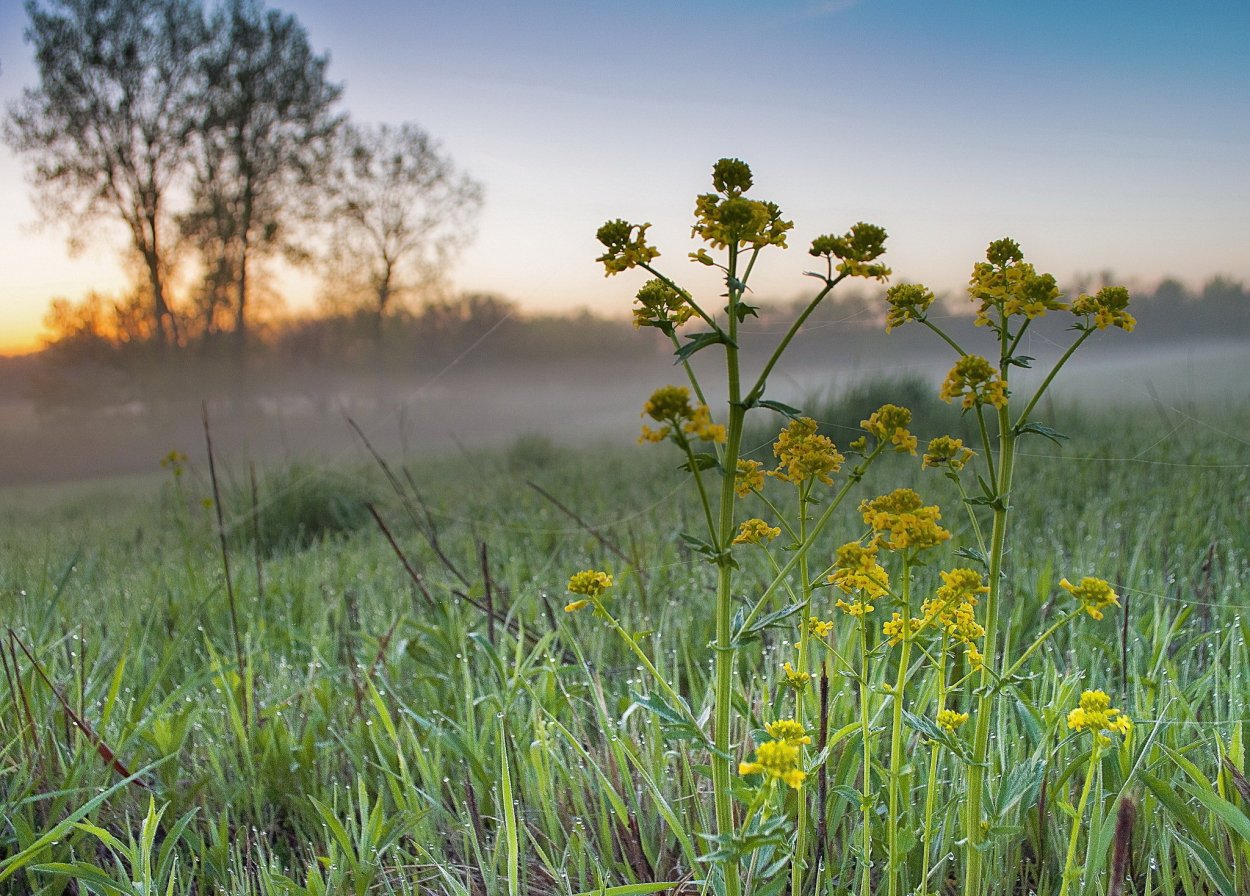 Одуванчики на газоне