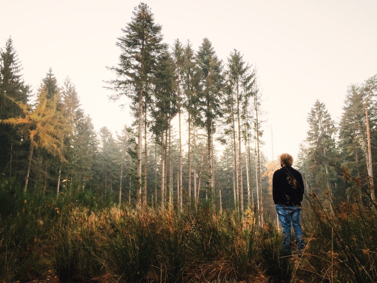 Зеркало в лесу