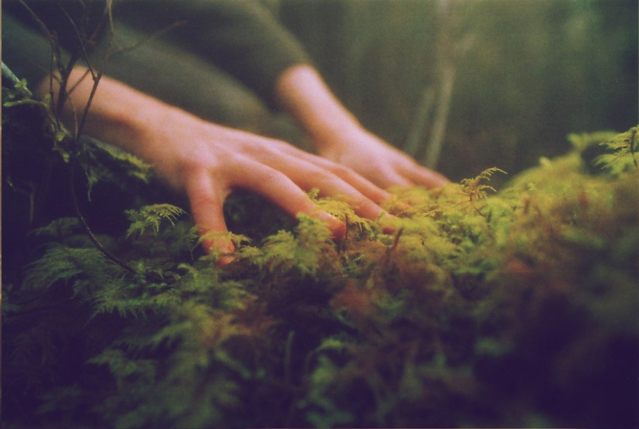 Мрачный еловый лес