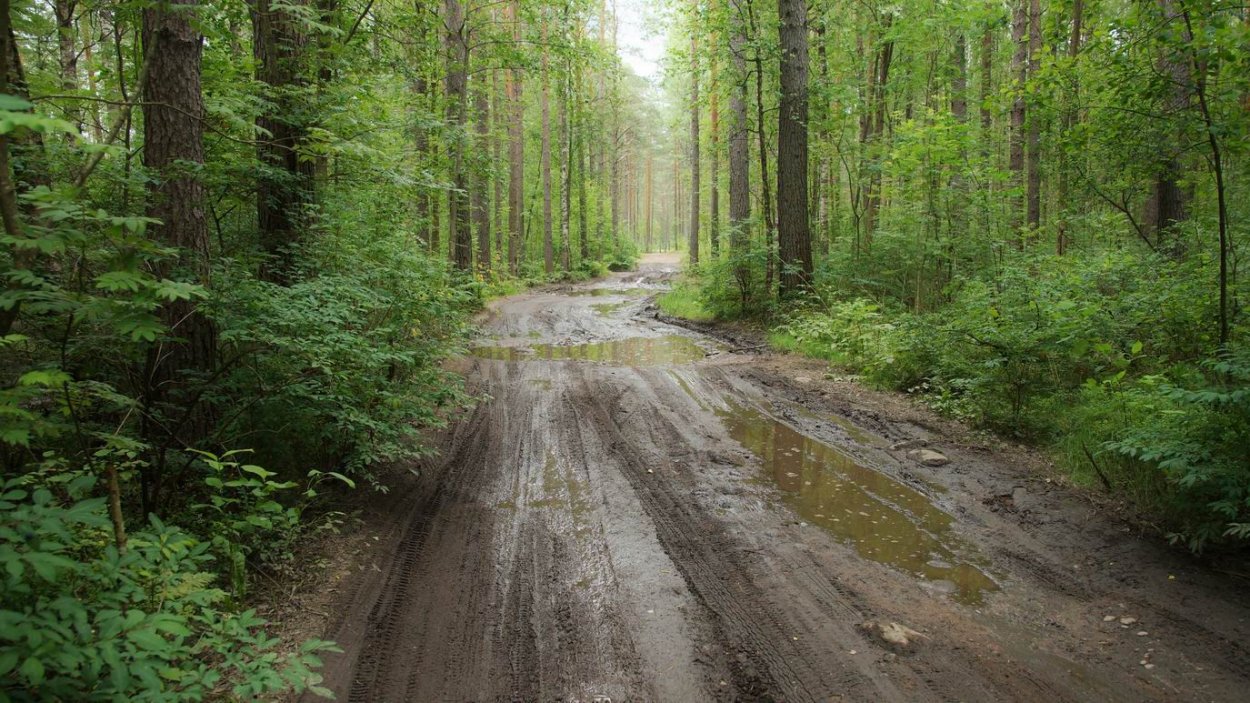 Мрачный еловый лес