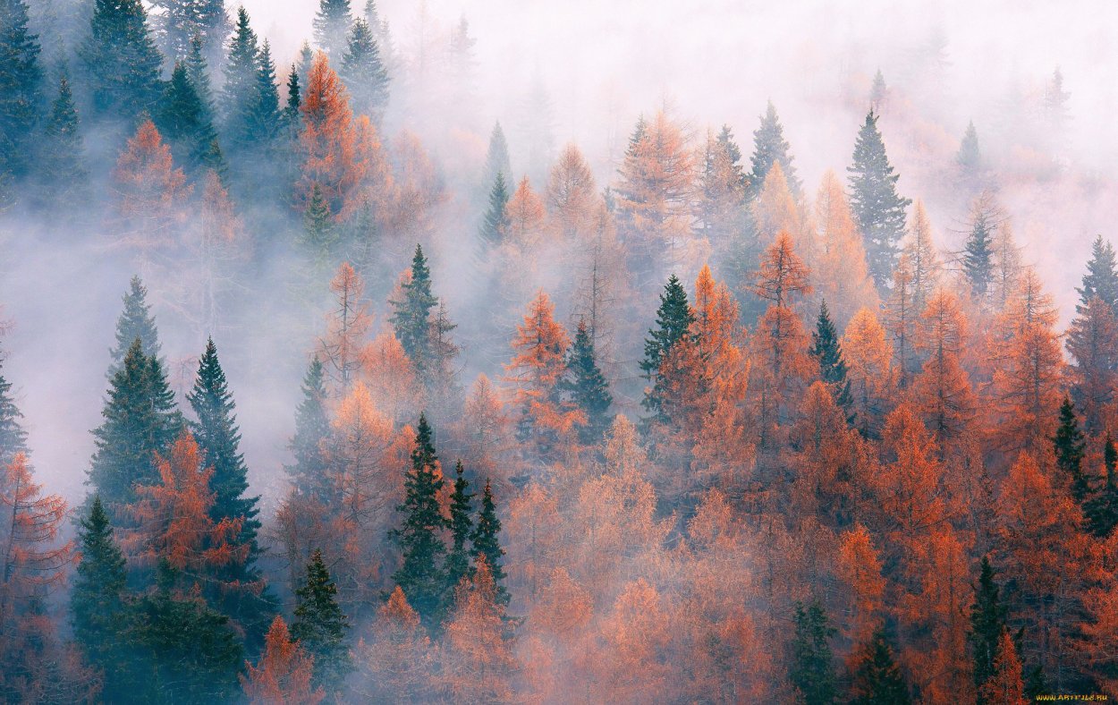 Человек в лесу