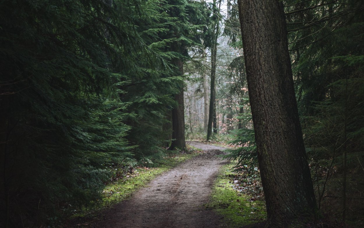 Темный дождливый лес