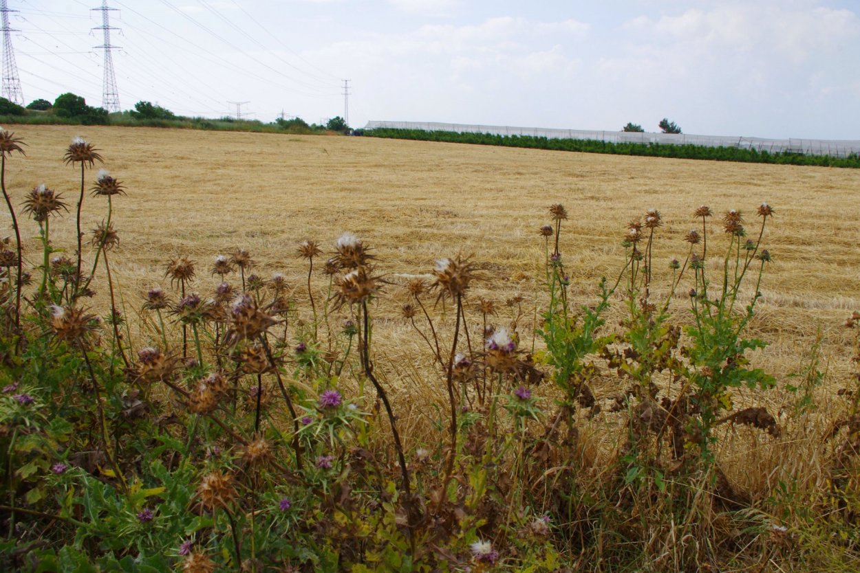 Горчица сидерат растет