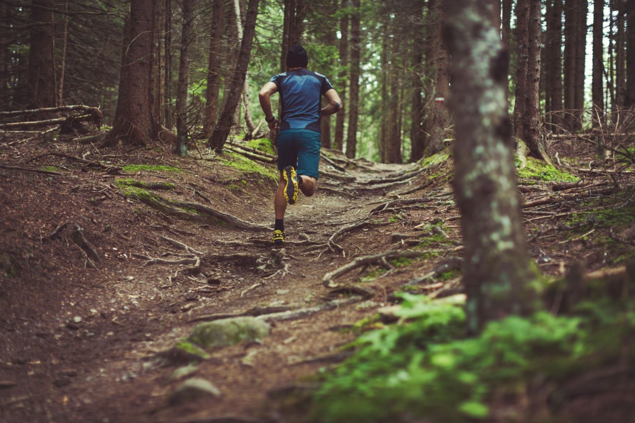 Весенний лес