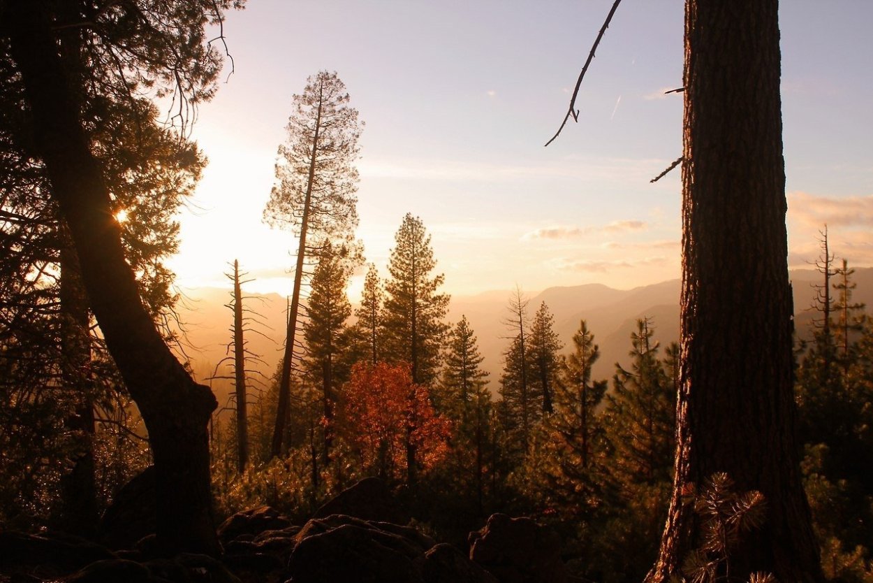 Хвойный лес в тумане