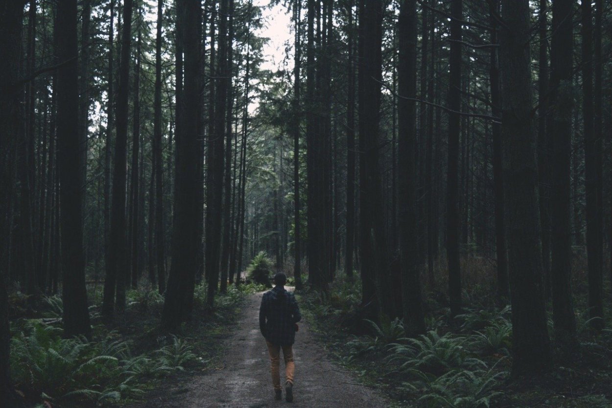 Дремучий лес