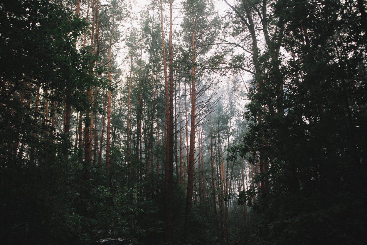 Девушка в туманном лесу