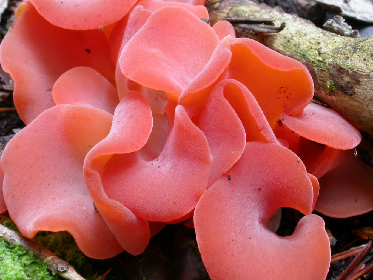 Guepinia helvelloides