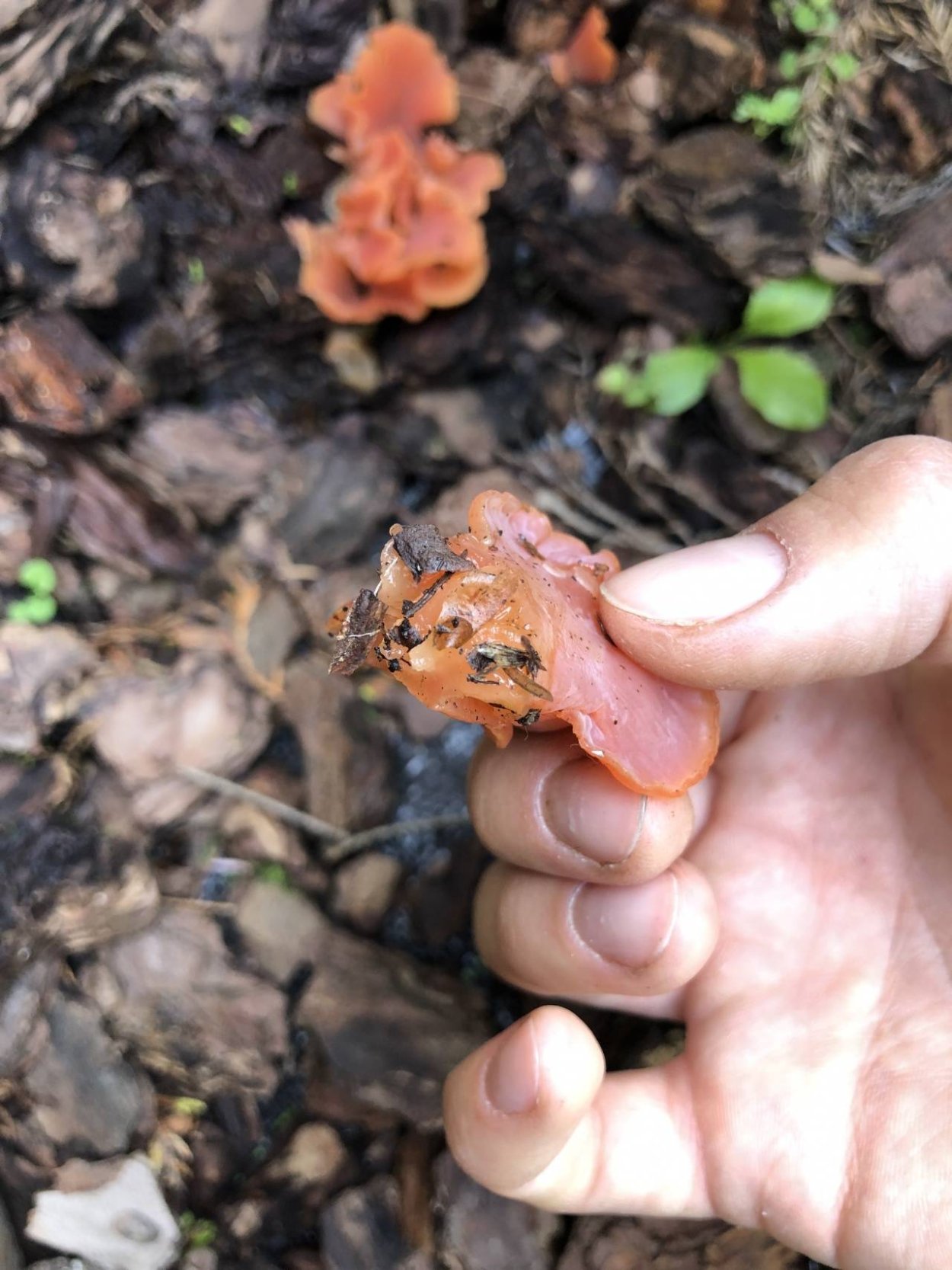 Тремискус гельвеллоидный