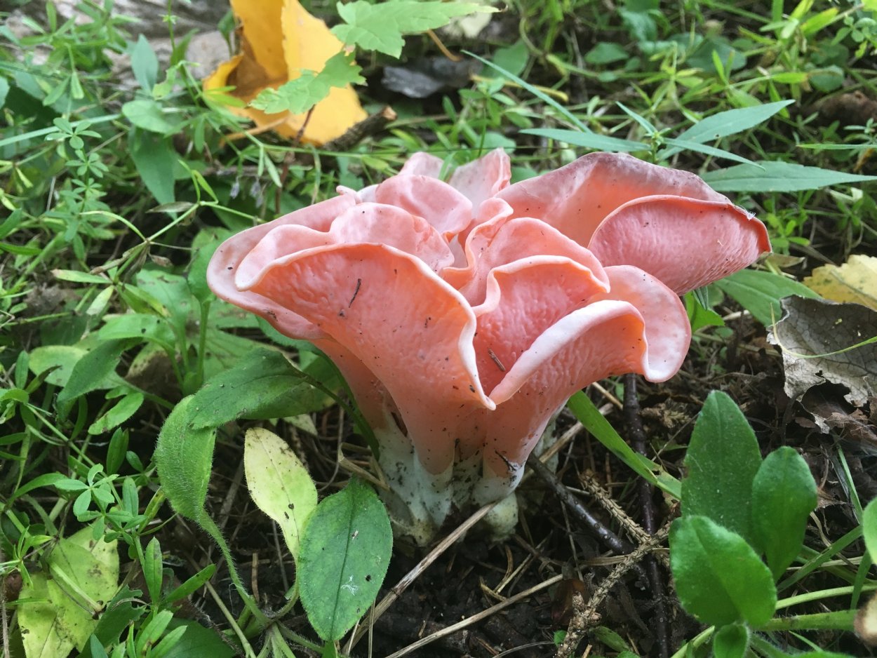 Guepinia helvelloides