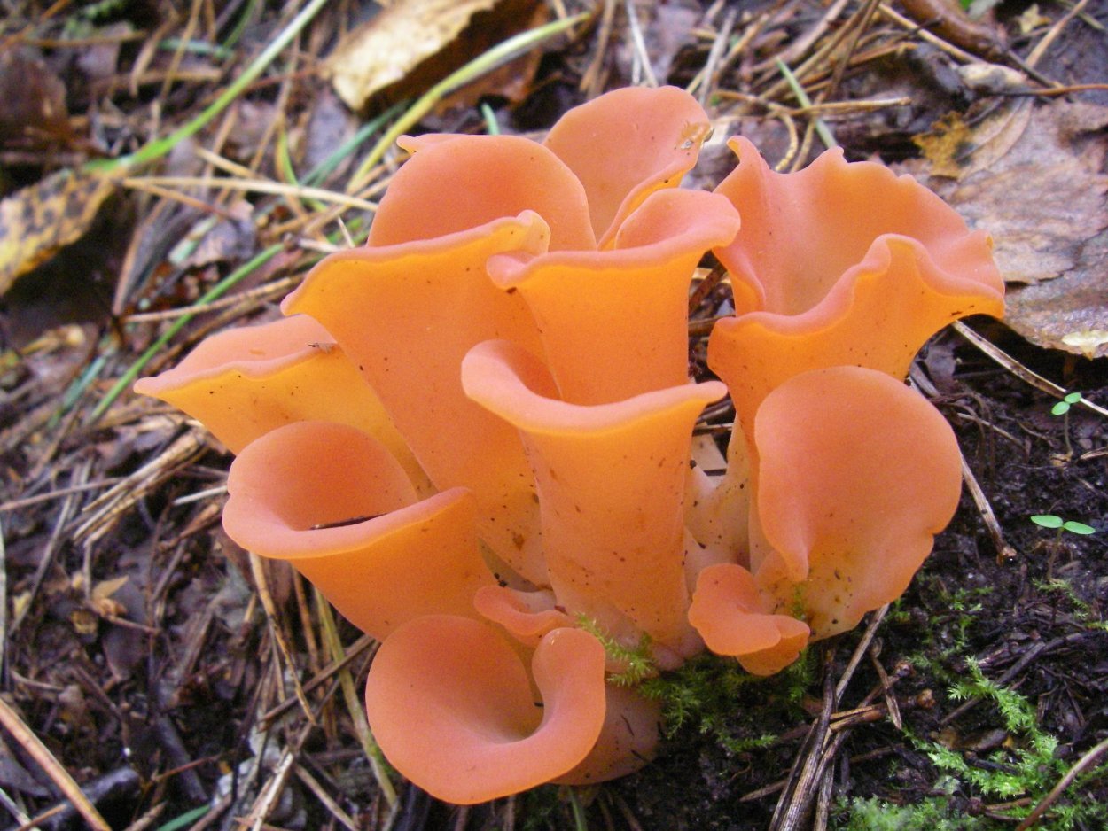 Грибы Гепиния