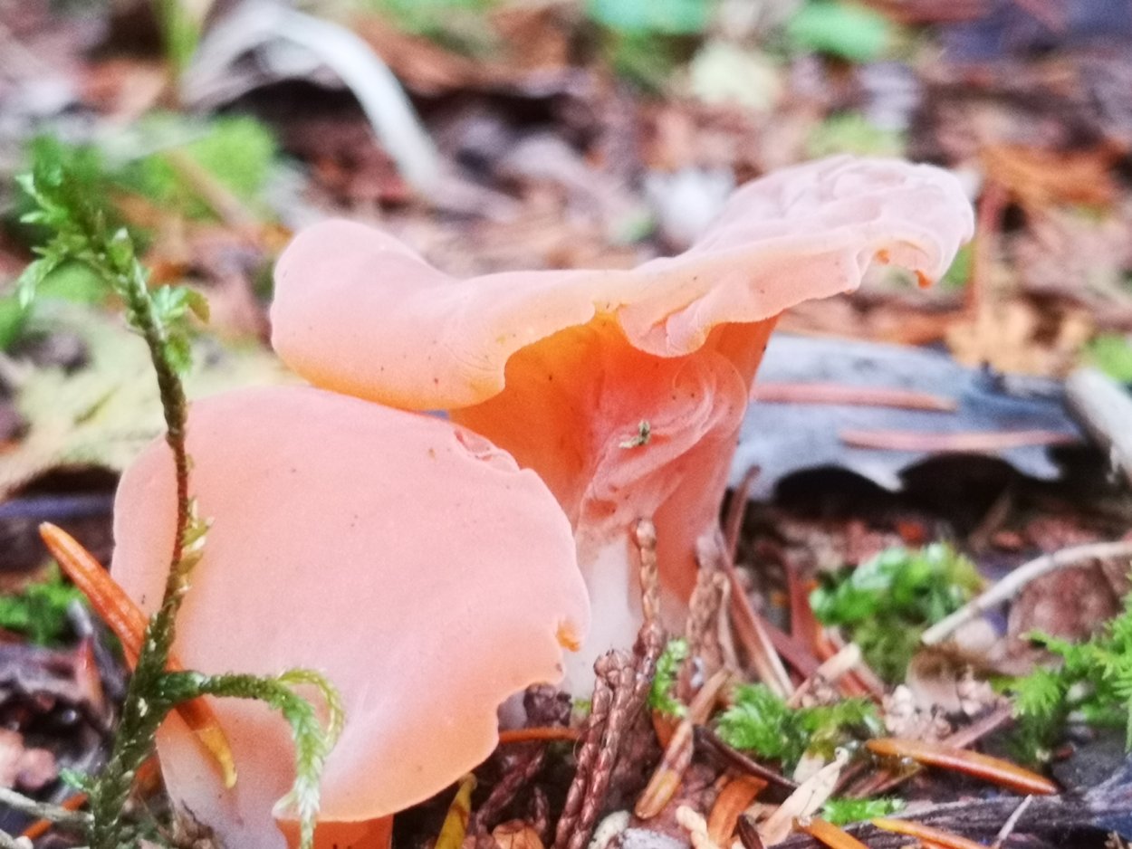 Гепиния гельвеллоидная съедобный