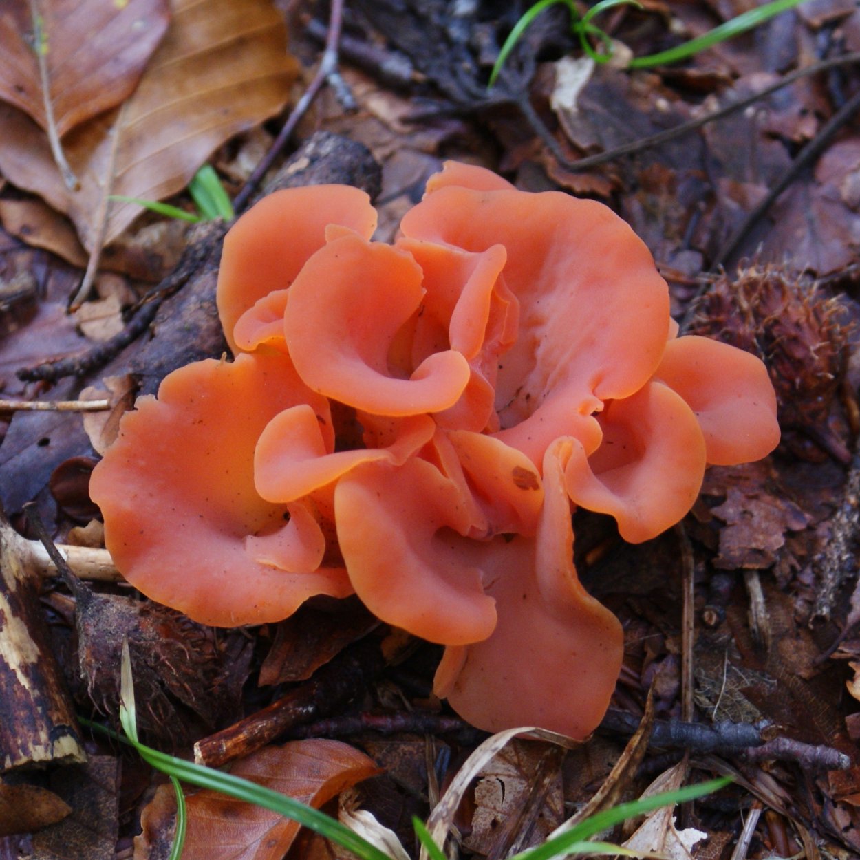 Гепиния гельвеллоидная (Guepinia helvelloides)