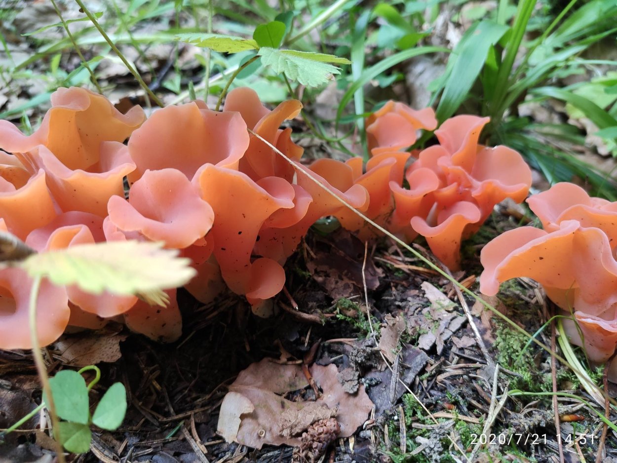 Guepinia helvelloides