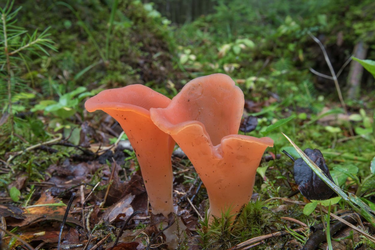 Визуал для спа салона