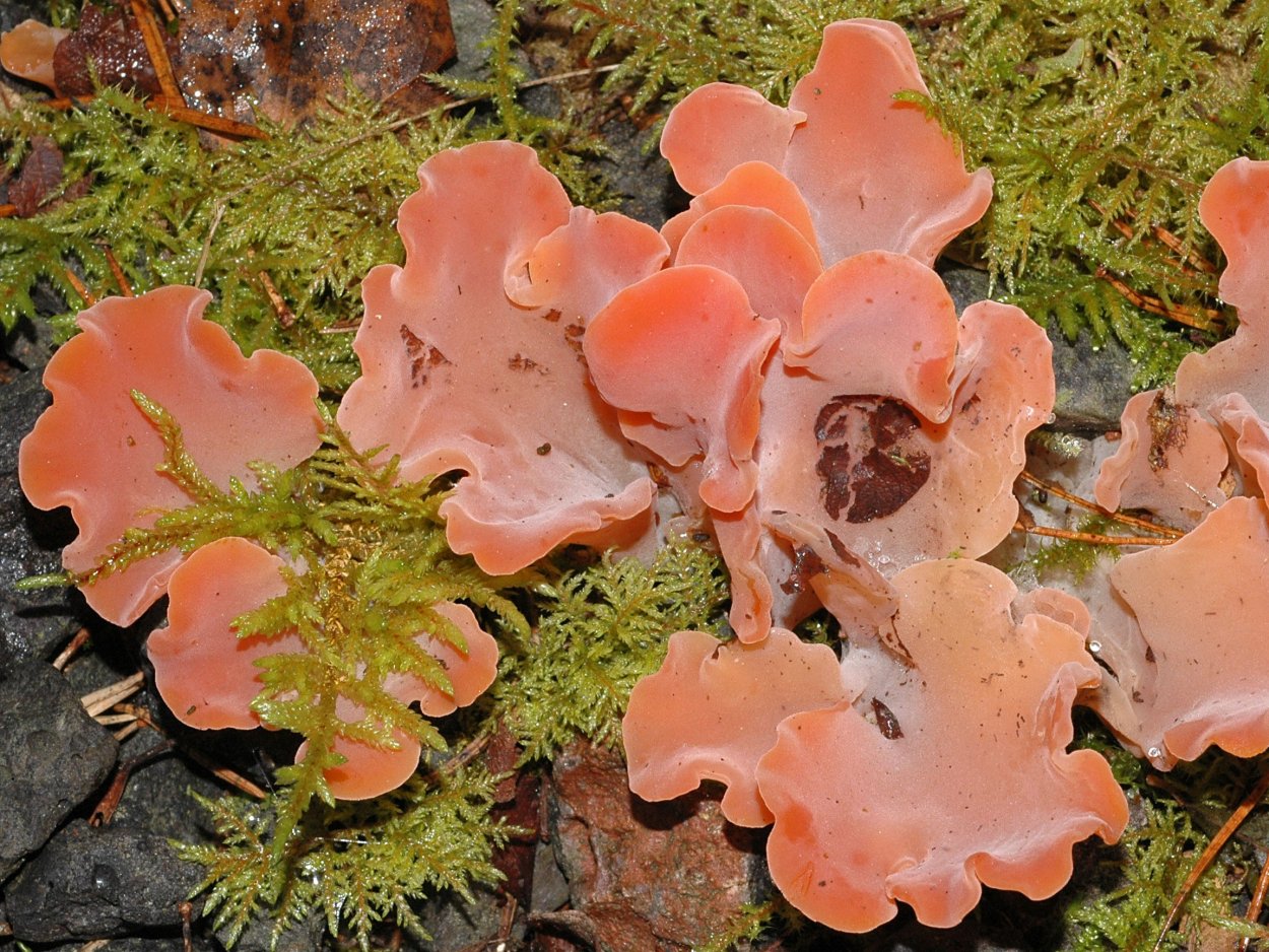 Ранункулюс во флористике