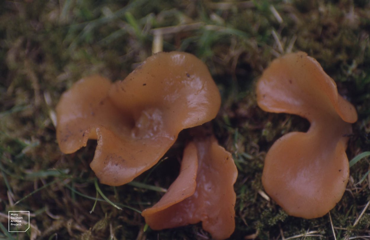Дрожалка листоватая Tremella foliacea