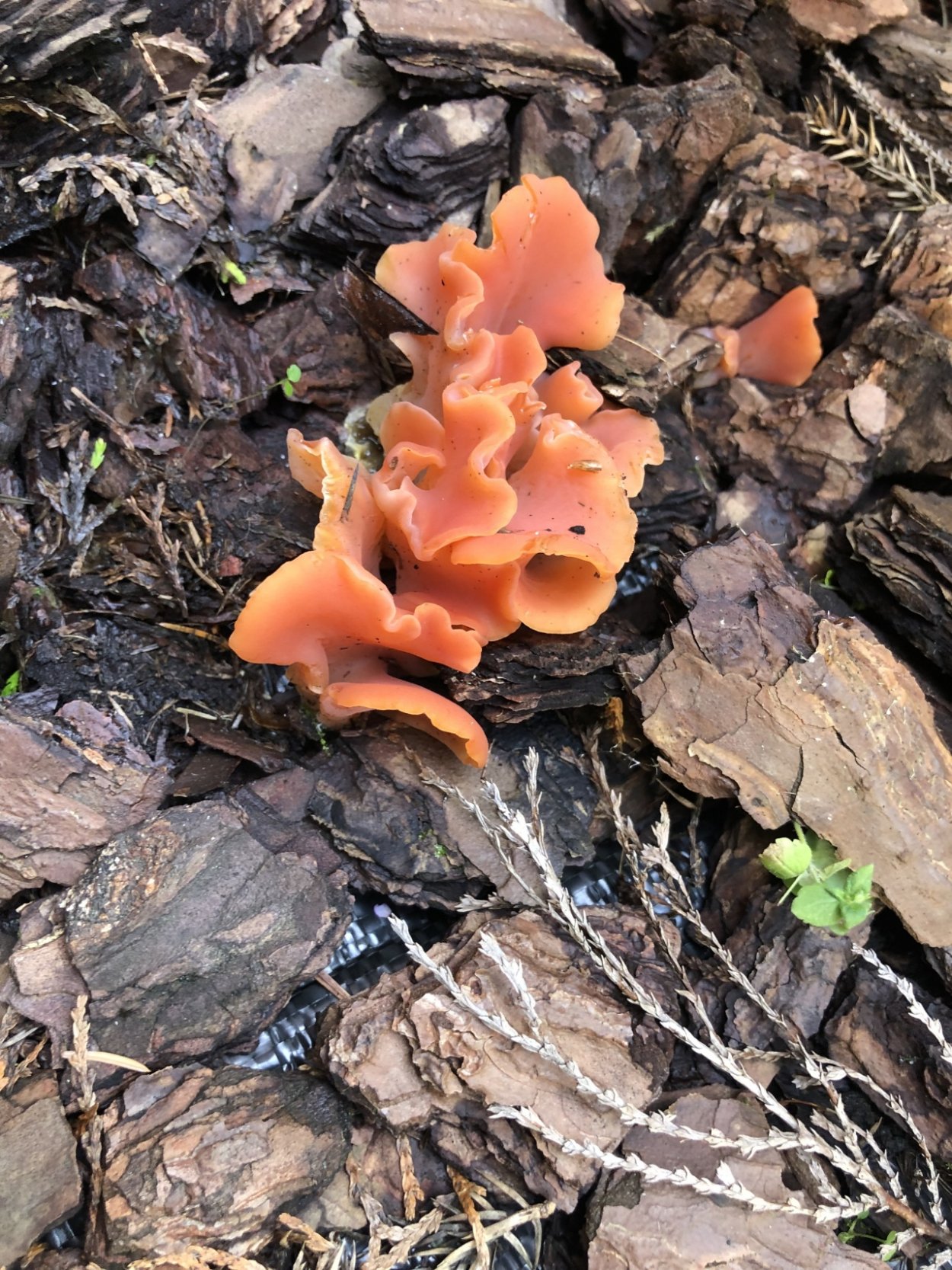 Грибы Гепиния