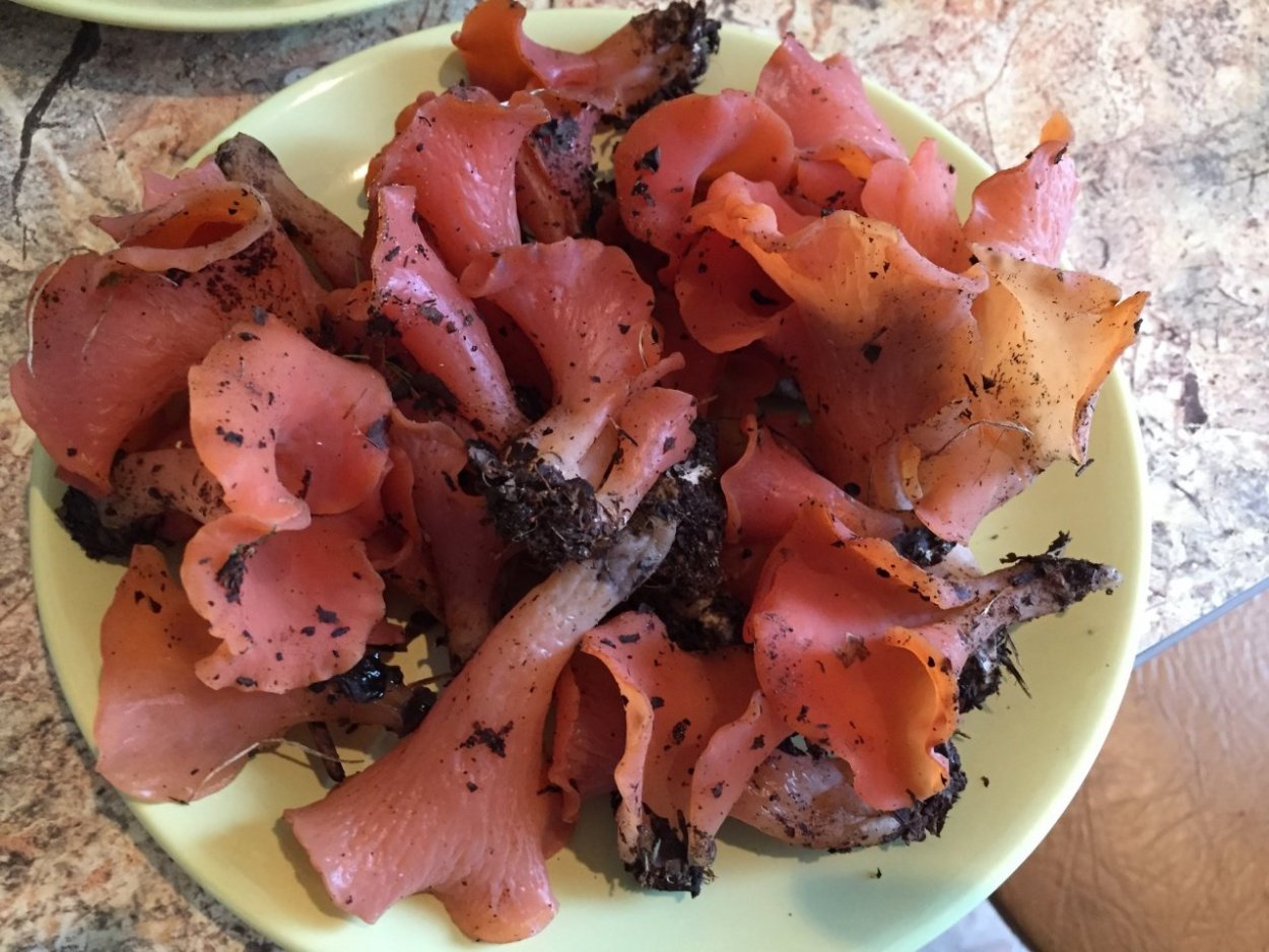 Гепиния гельвеллоидная гриб