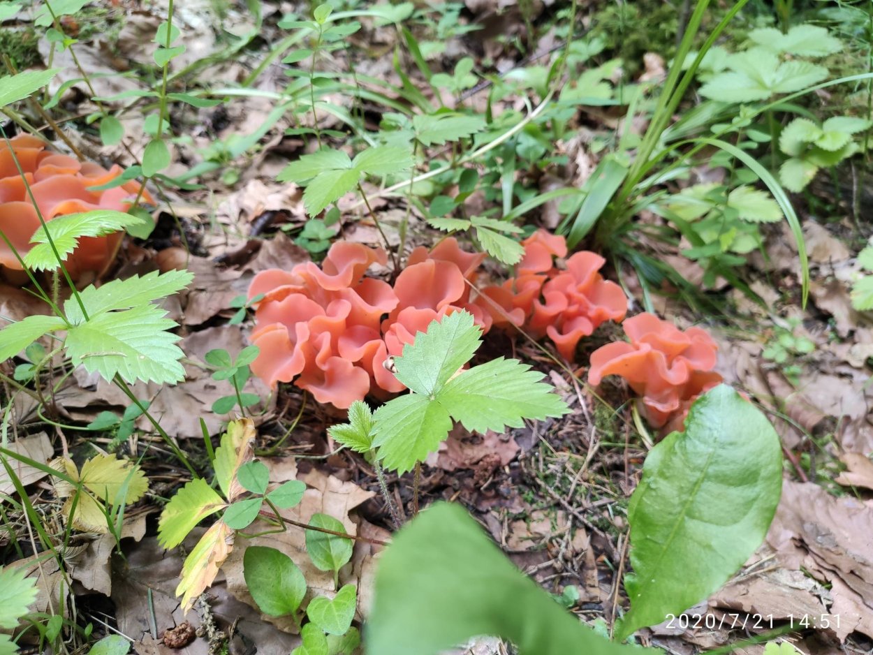 Guepinia helvelloides