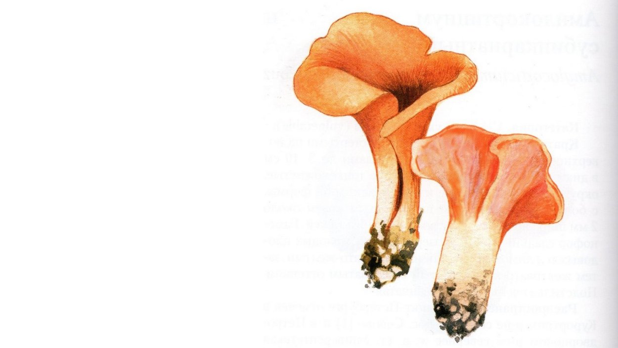 Гепиния гельвелловидная (