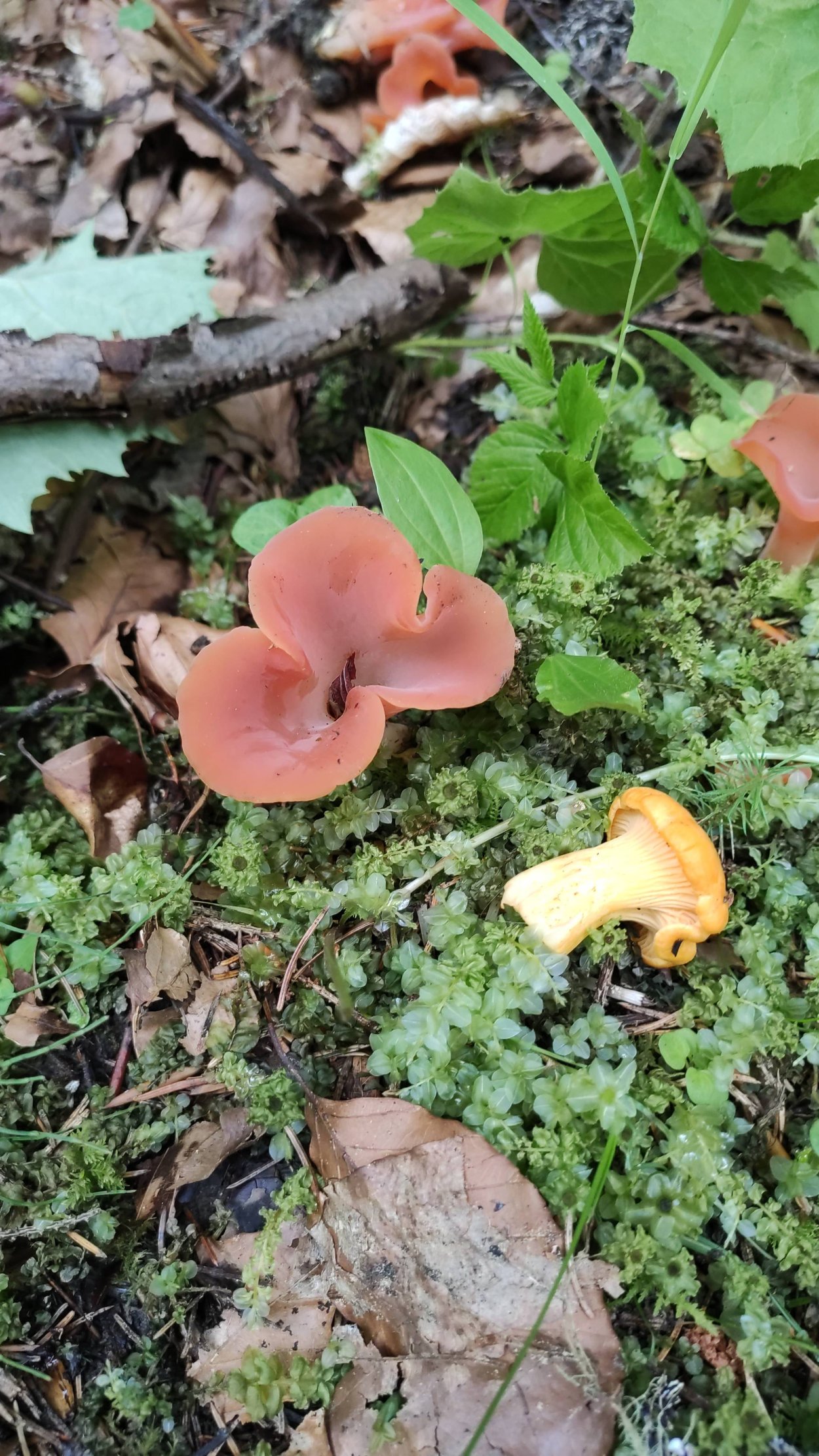 Дрожалка листовая гриб